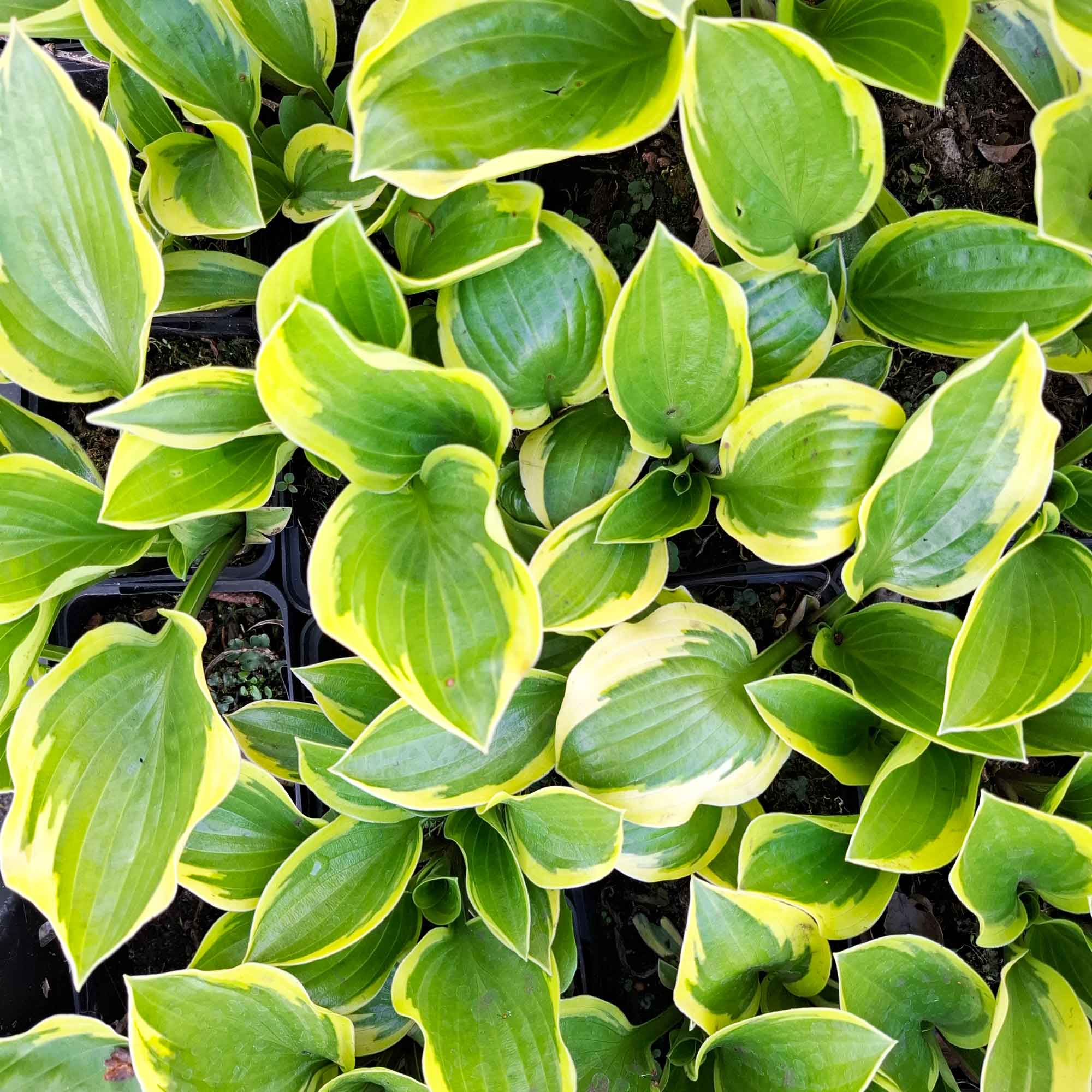 Hosta 'Queen Josephine'  C2