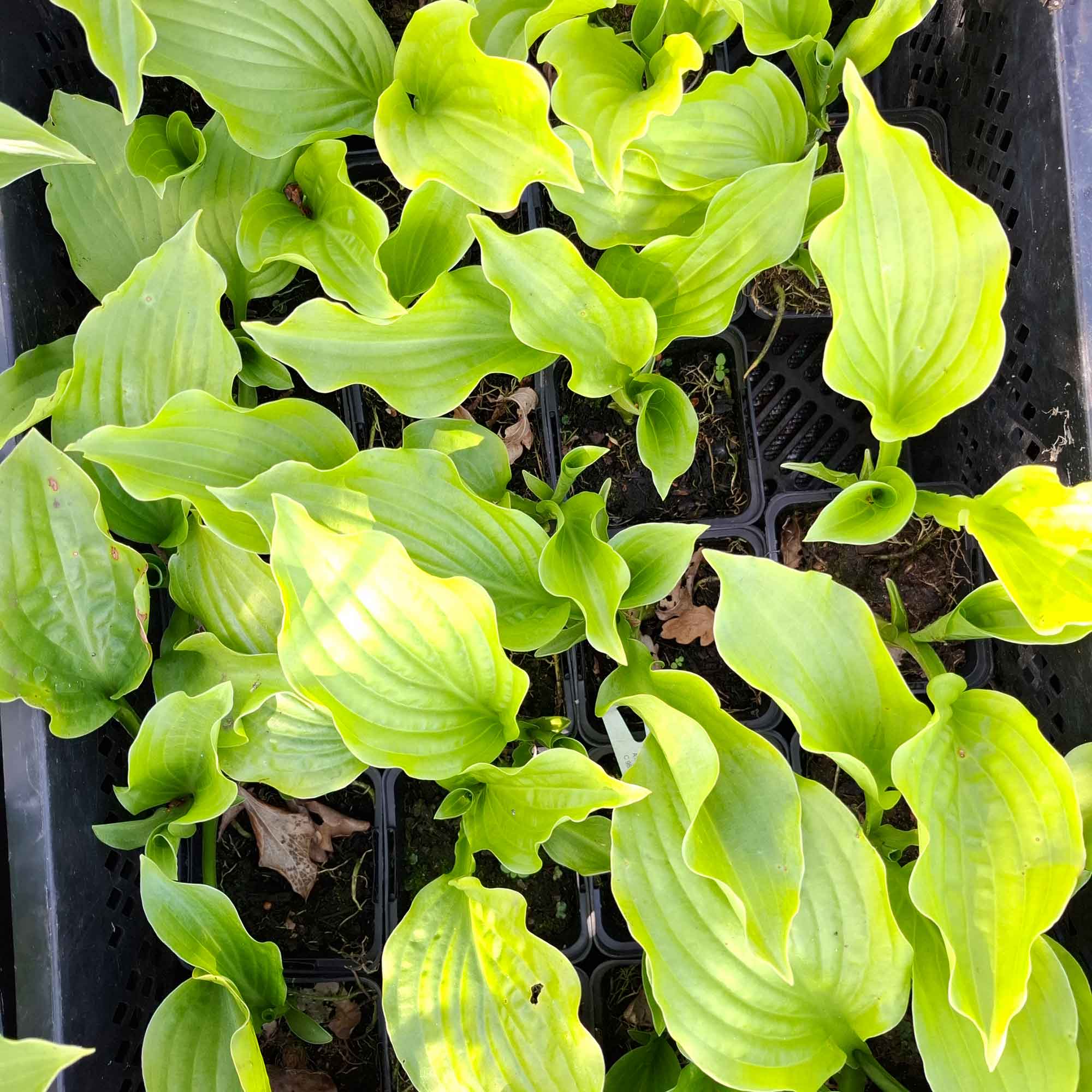 Hosta 'Royal Standard' P9