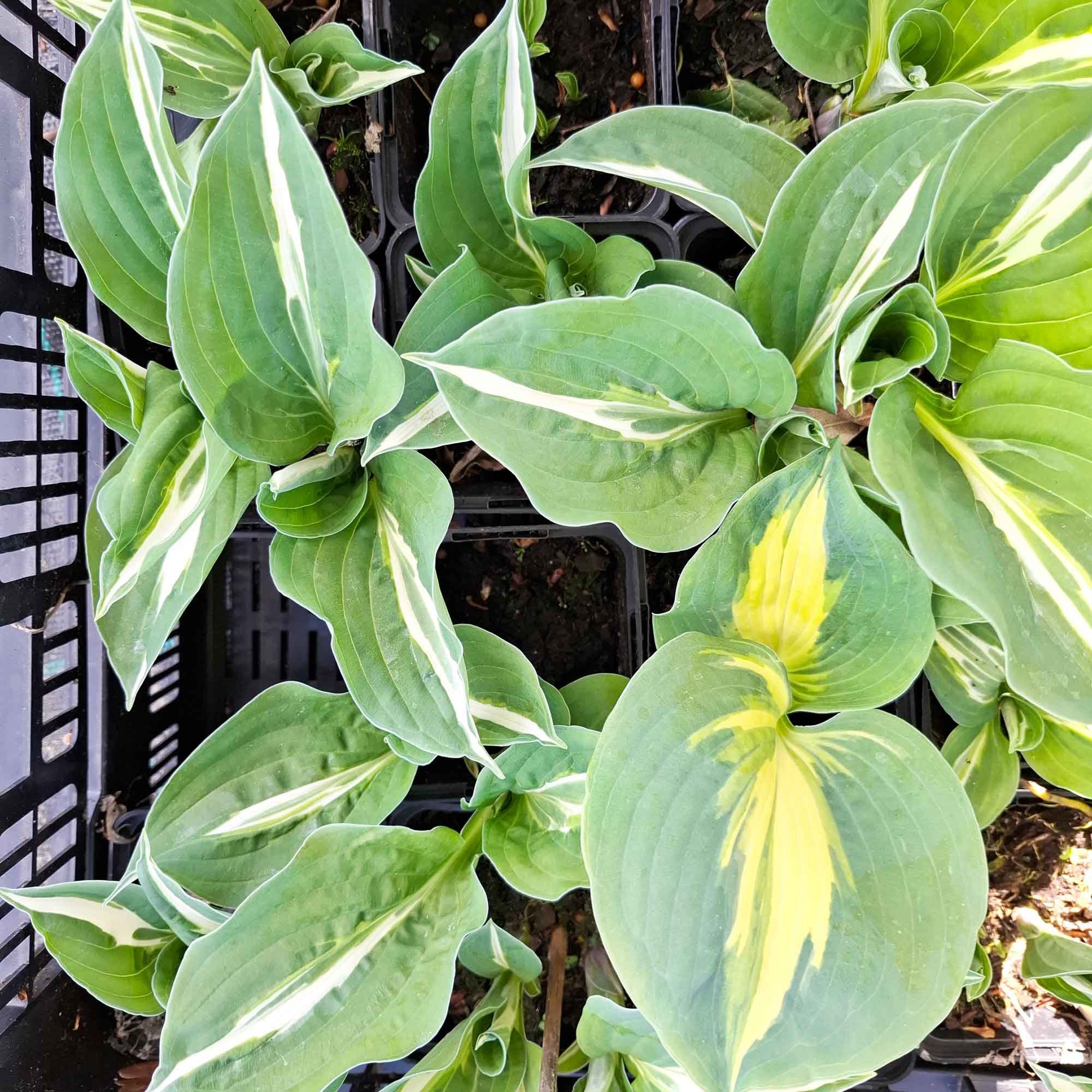 Hosta 'Striptease' P9
