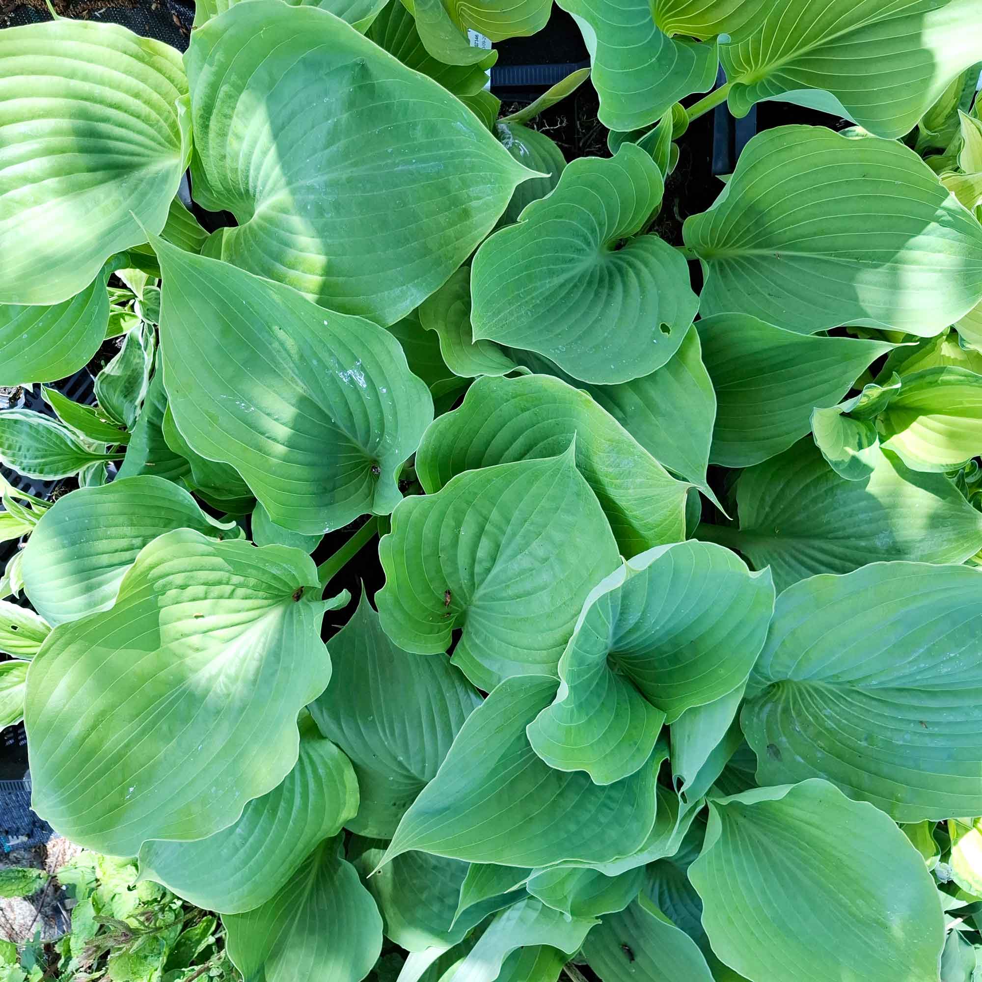 Hosta 'Summa och substans' ® (X) C2