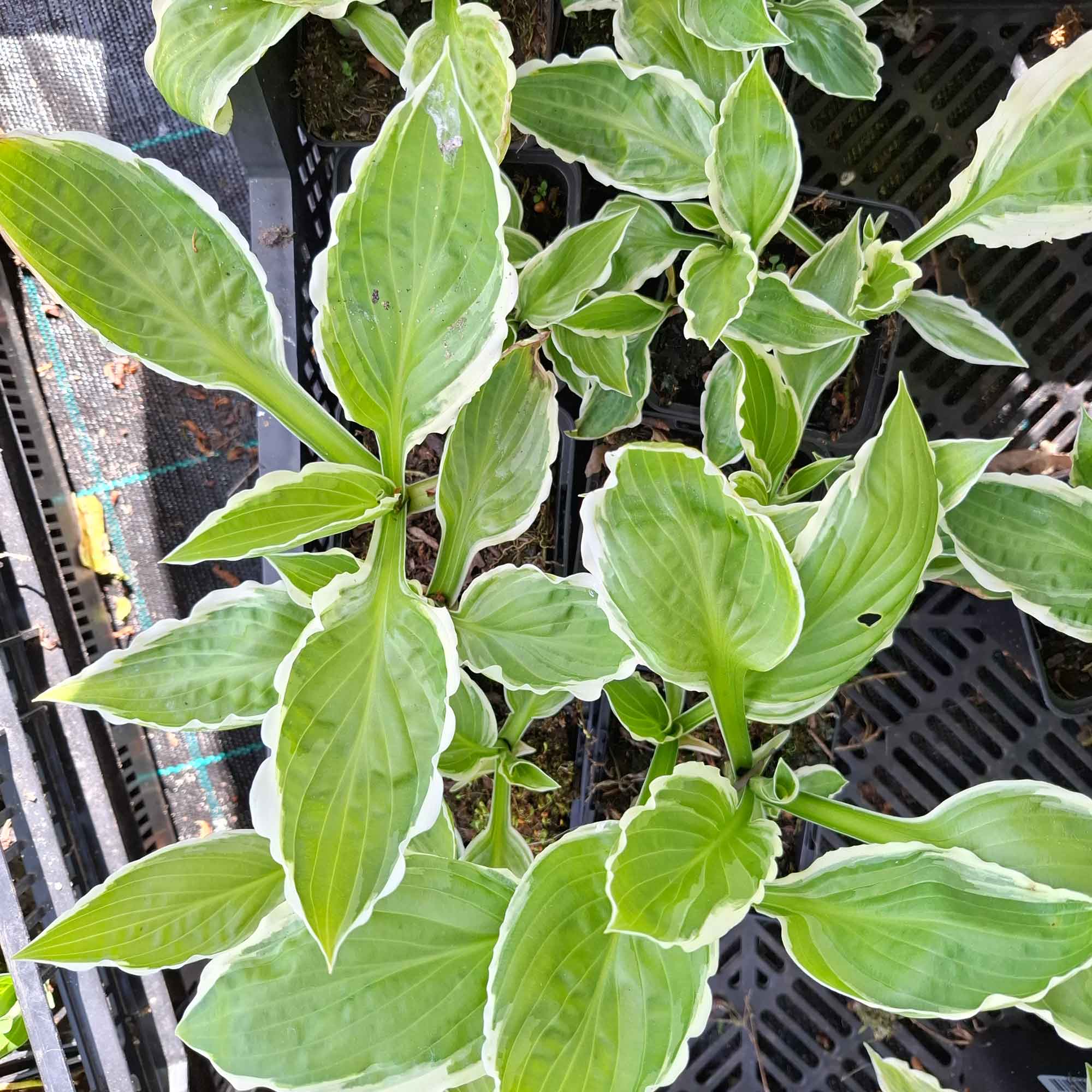 Hosta 'Undulata Albomarginata' P9
