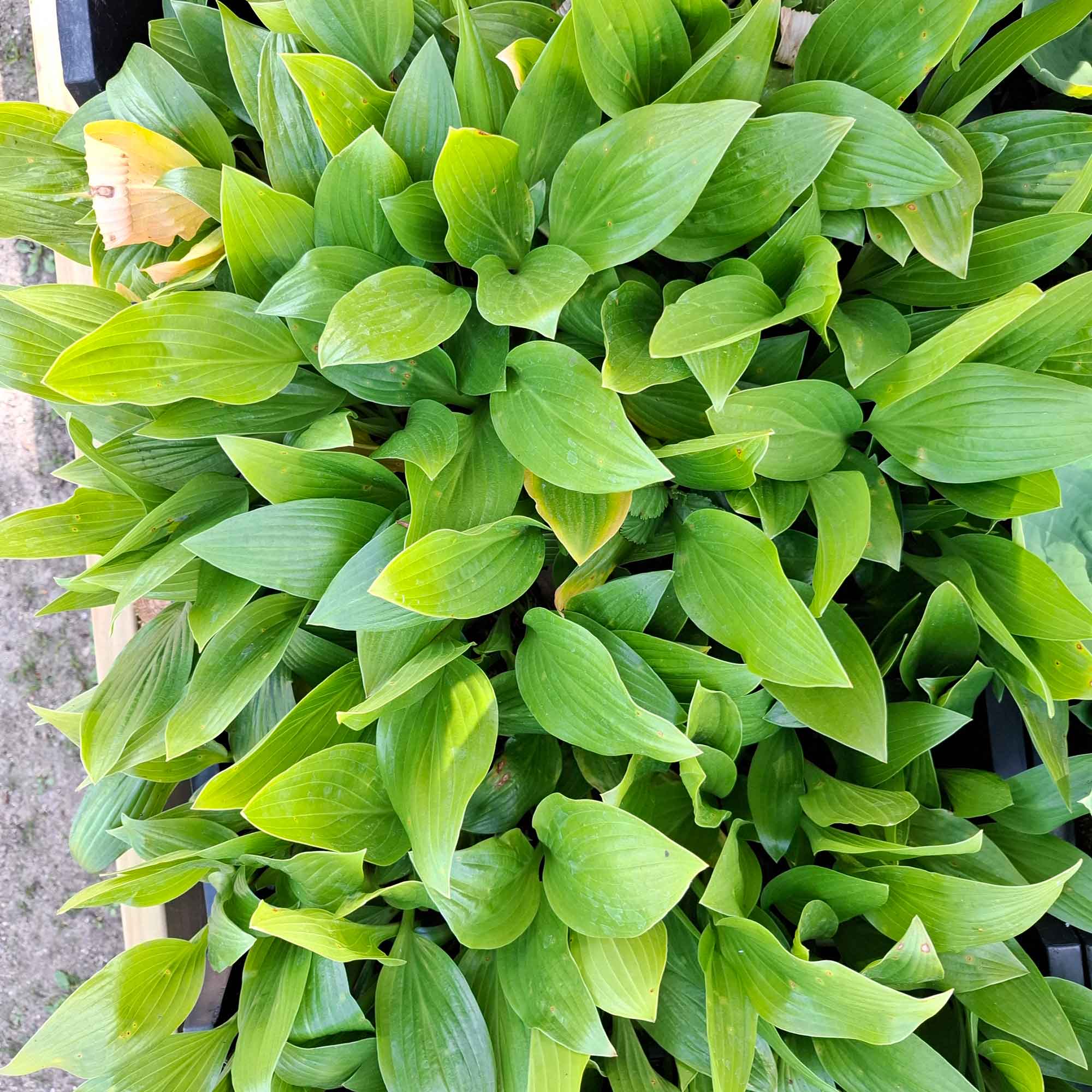 Hosta clausa normalis P9