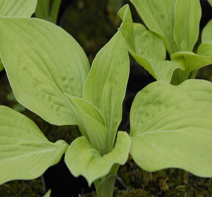 Hosta 'August Moon' P9