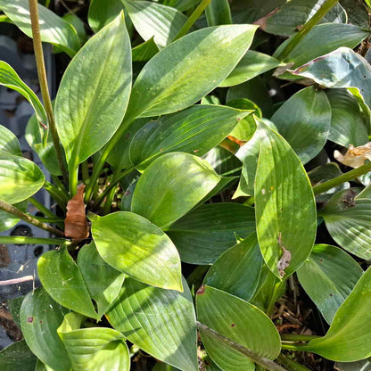 Hosta 'Devon Green' P9