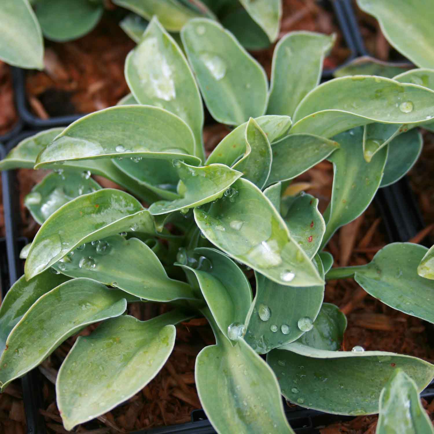 Hosta 'Blue Mouse Ears' P9