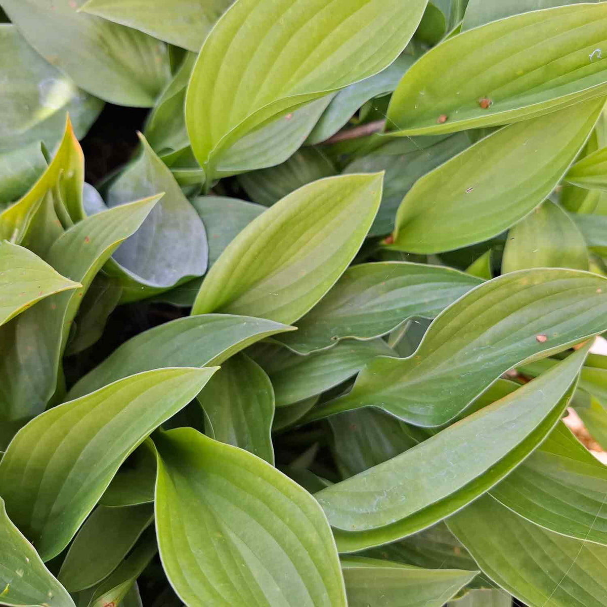 Hosta lancifolia P9