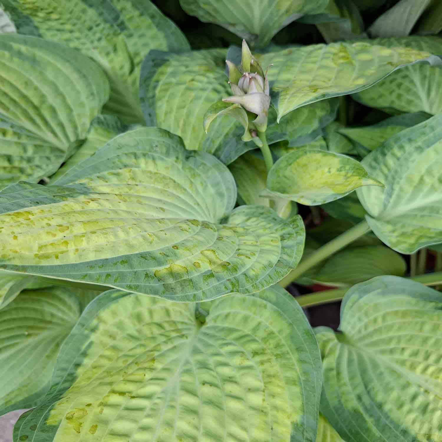 Hosta 'Pauls Glory' C3