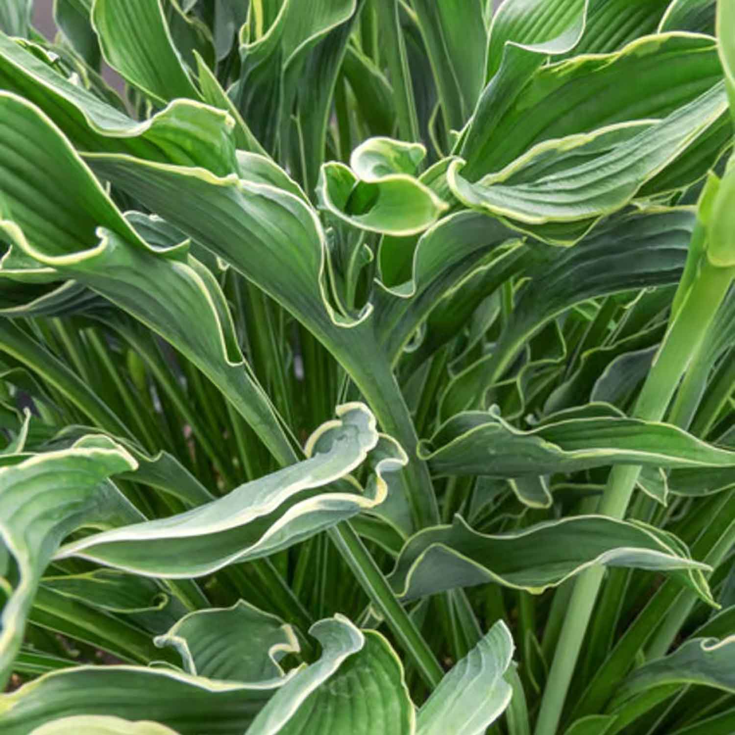 Hosta 'Praying Hands' P9