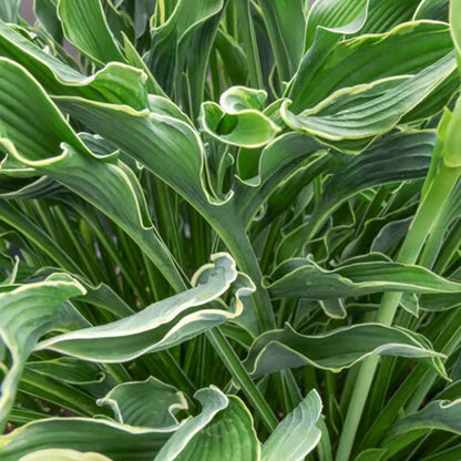 Hosta 'Praying Hands' P9