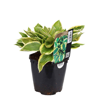 Hosta 'Queen Josephine' C2