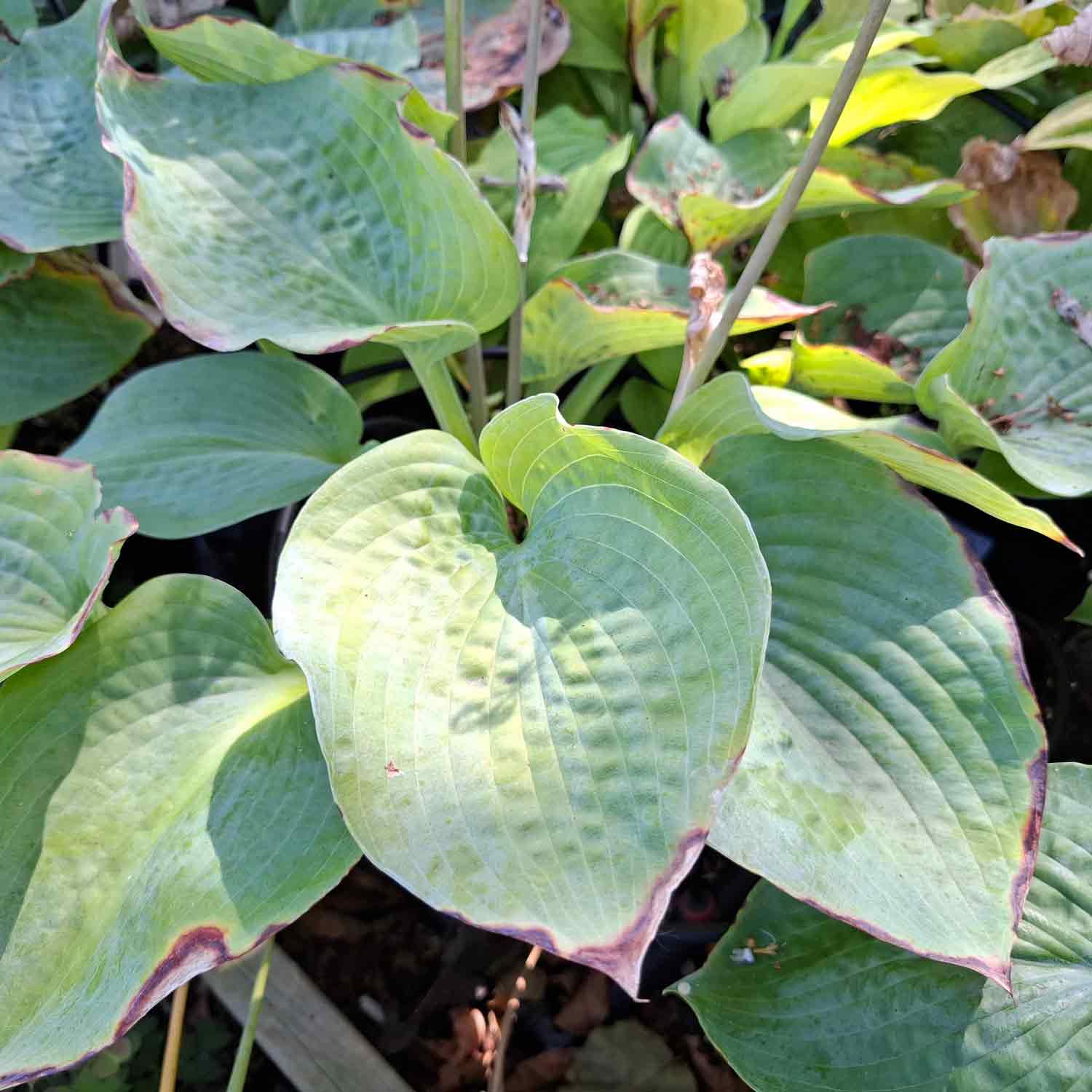 Hosta 'Elegance' P9