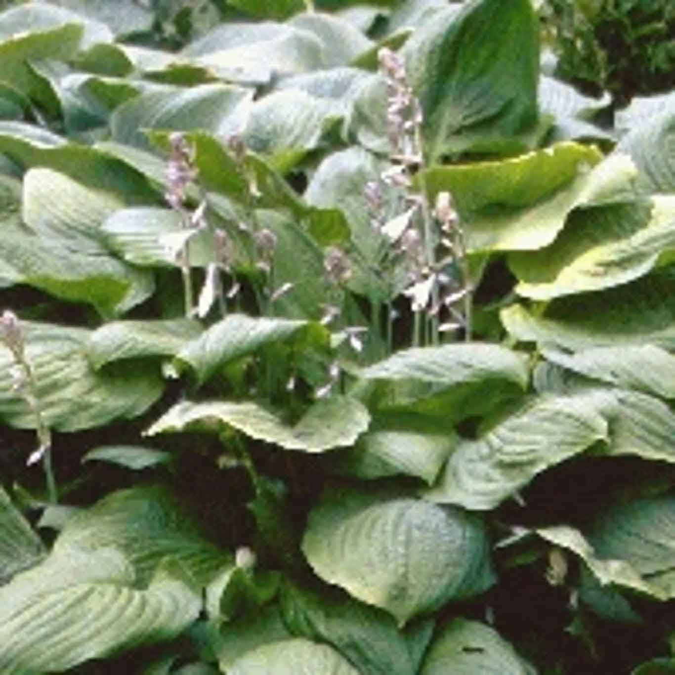 Hosta sieboldiana P9