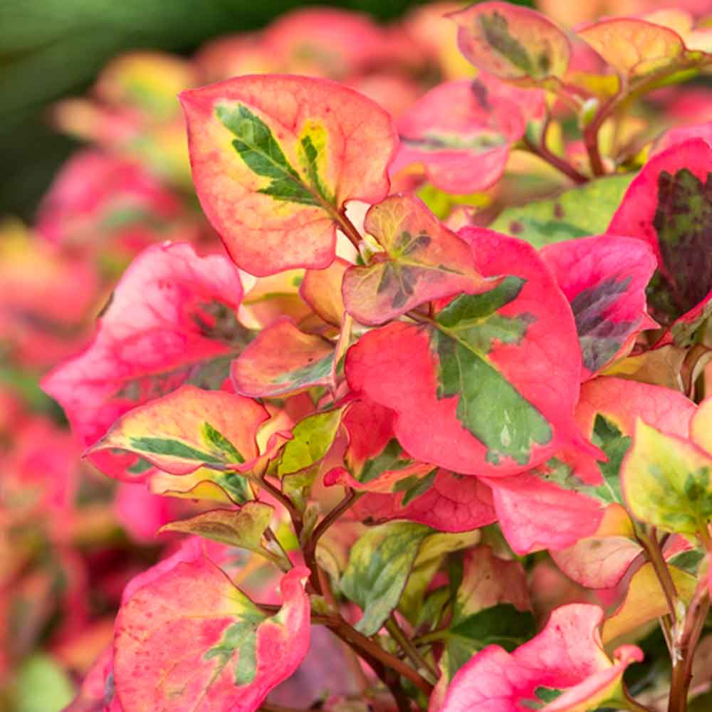 Houttuynia cordata Chameleon P9