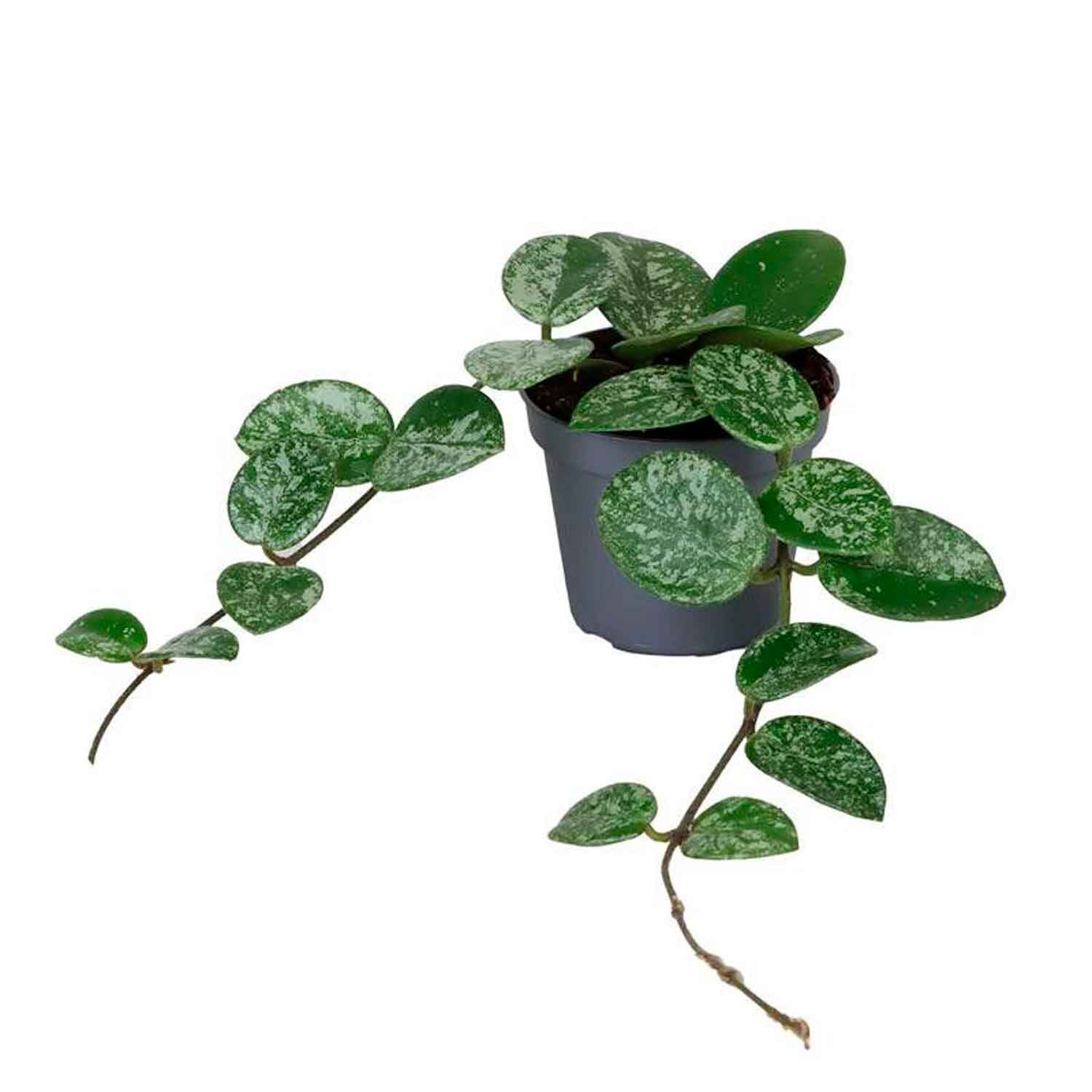 Hoya Mathilde Splash 6cm