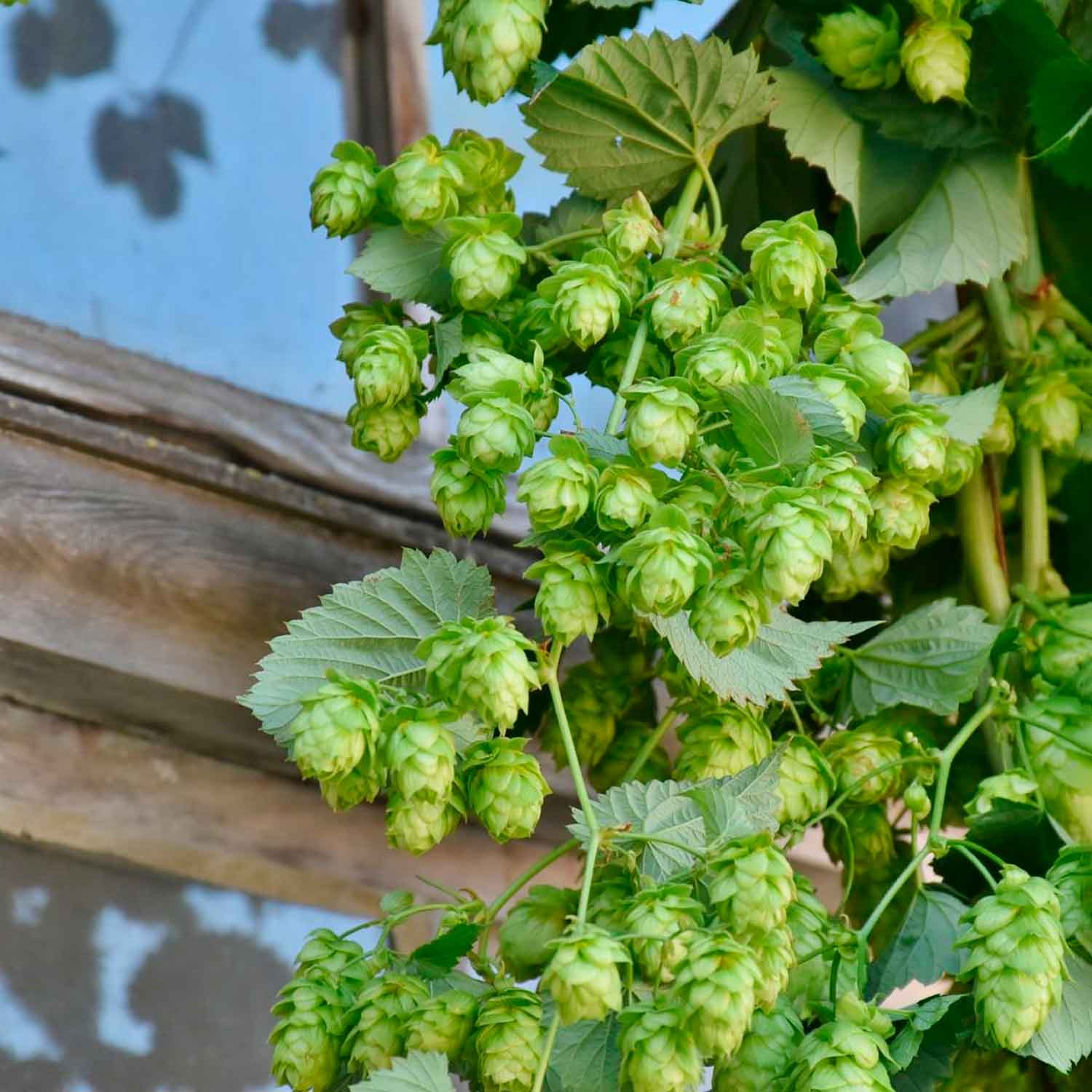 Humulus lupulus 'Hallertauer Tradition' C2,3 40- 60