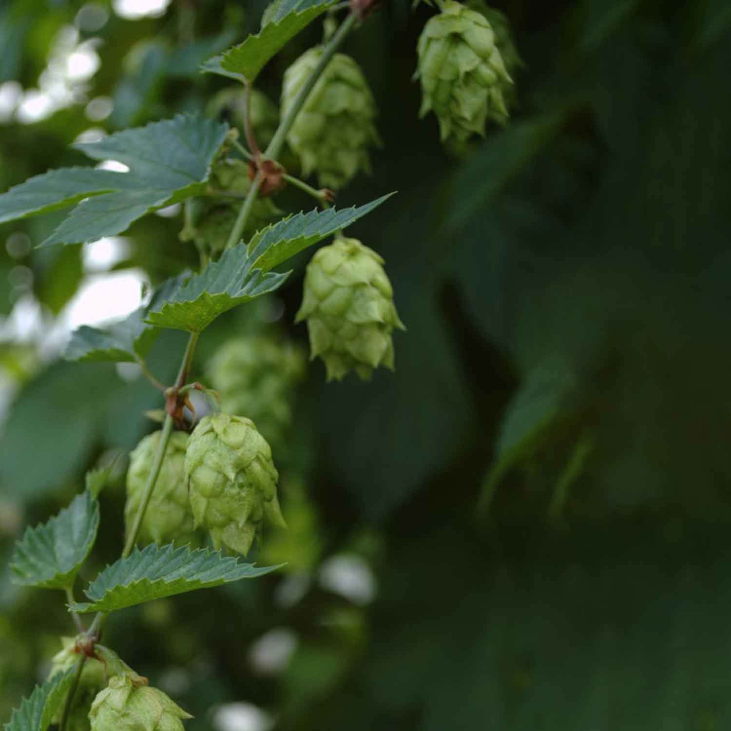 Humulus lupulus 'Opal' C2,3 40- 60