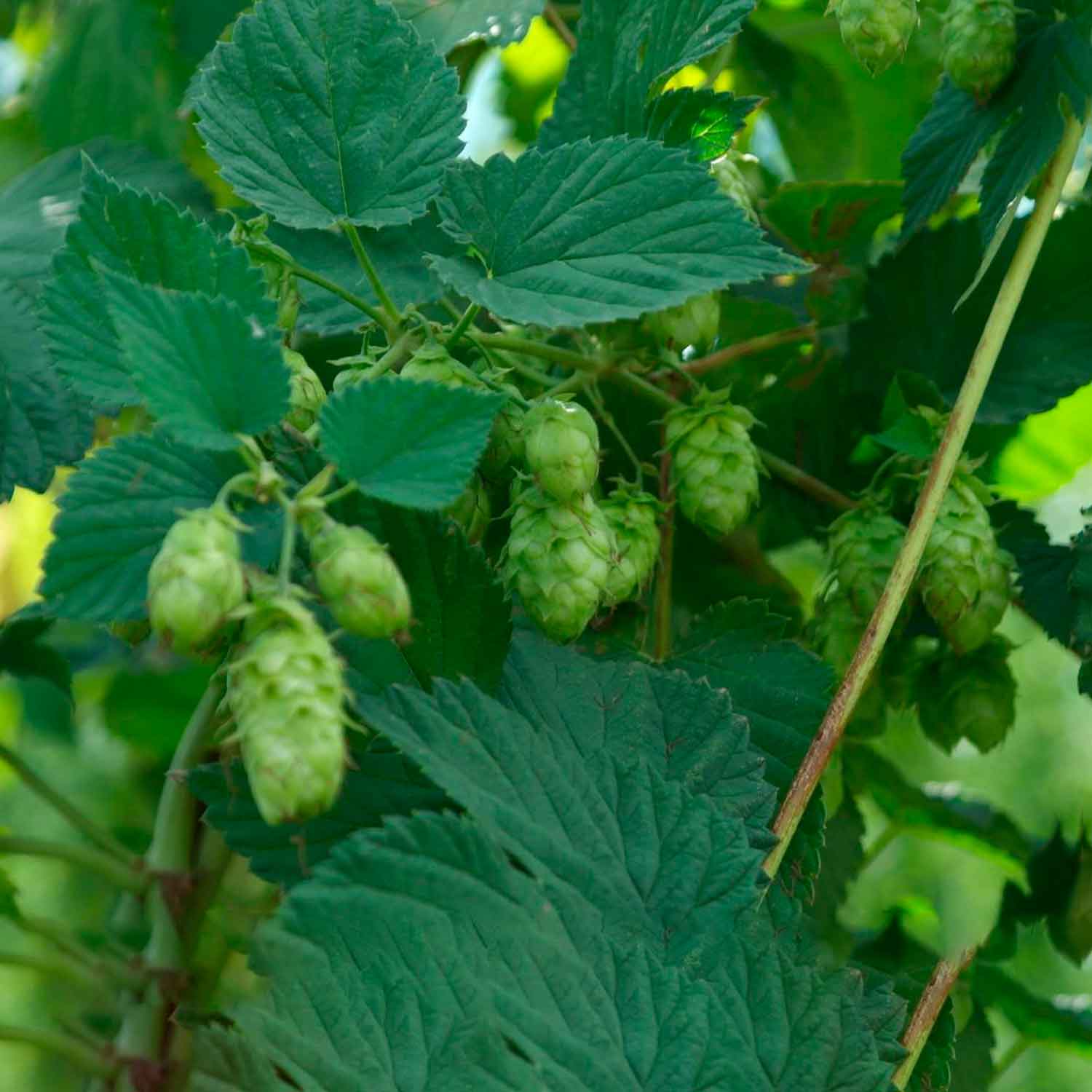 Humulus lupulus 'Pure' C2,3 40- 60