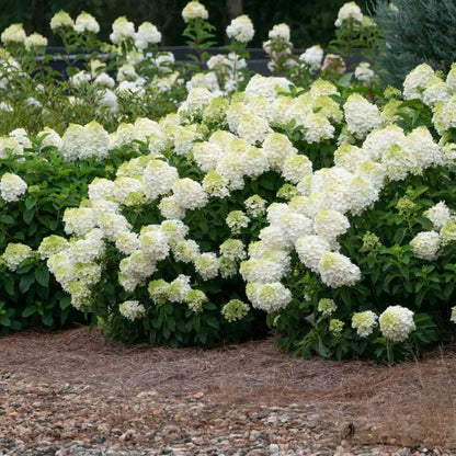 Hydrangea paniculata 'Little Hottie' ® C5