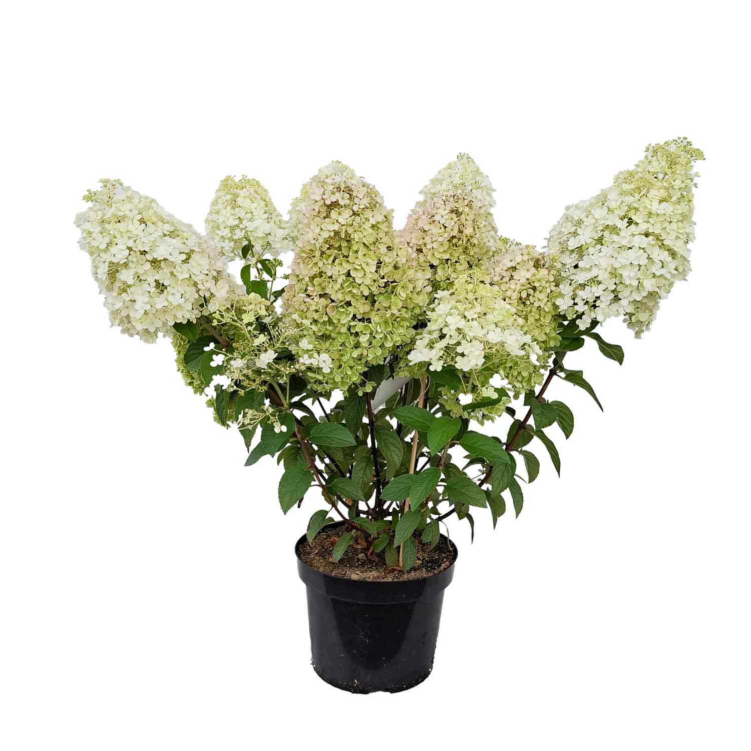 Hydrangea pan. 'Bobo' C5