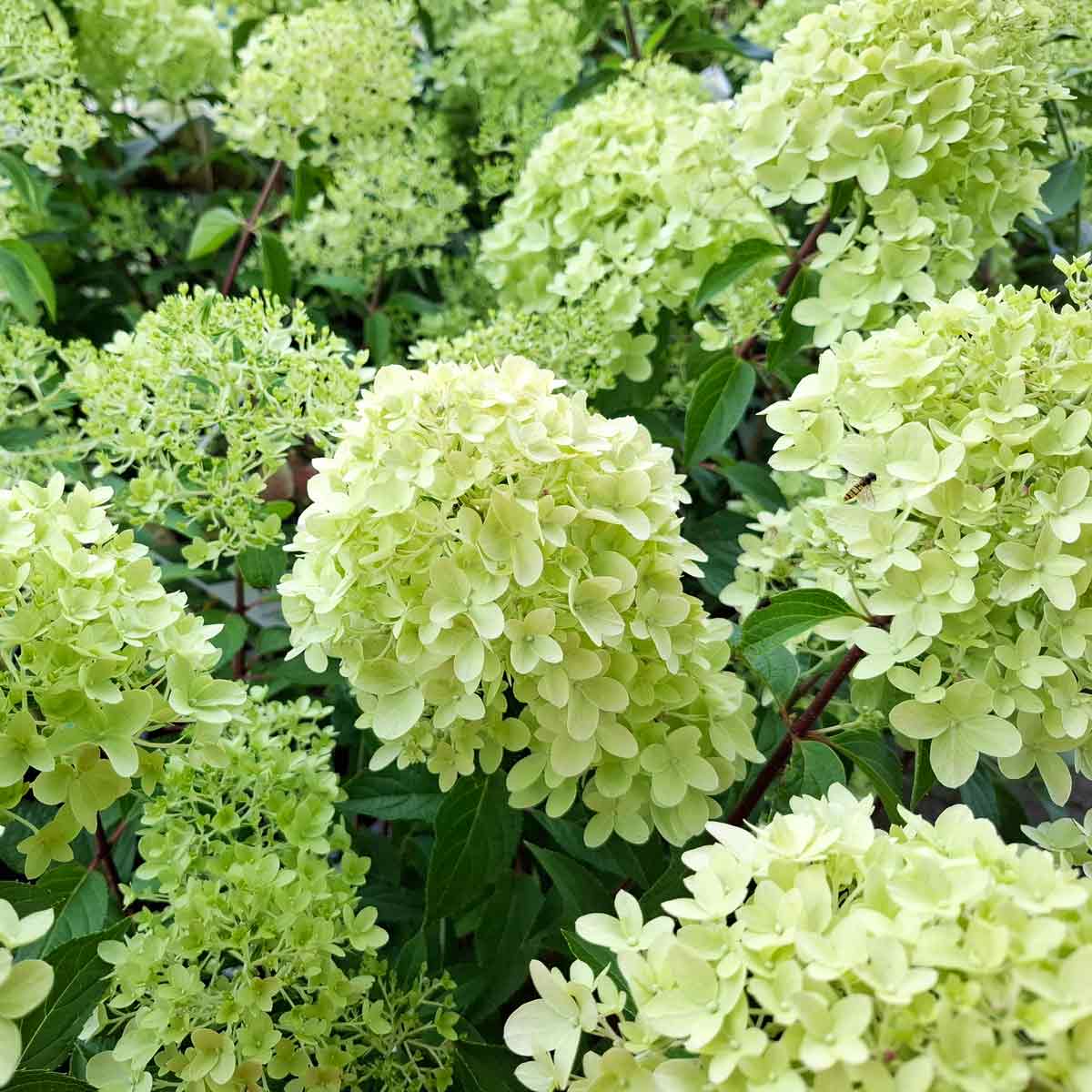 Hydrangea pan. 'Pinkachu' C5
