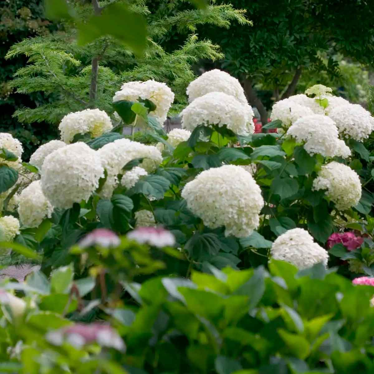 Hydrangea arborescens Strong Annabelle C5