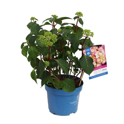Hydrangea Bloom Star Pink 23cm