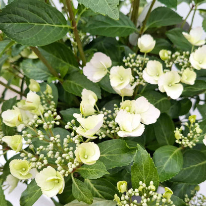Hydrangea mac. Runaway Bride C12