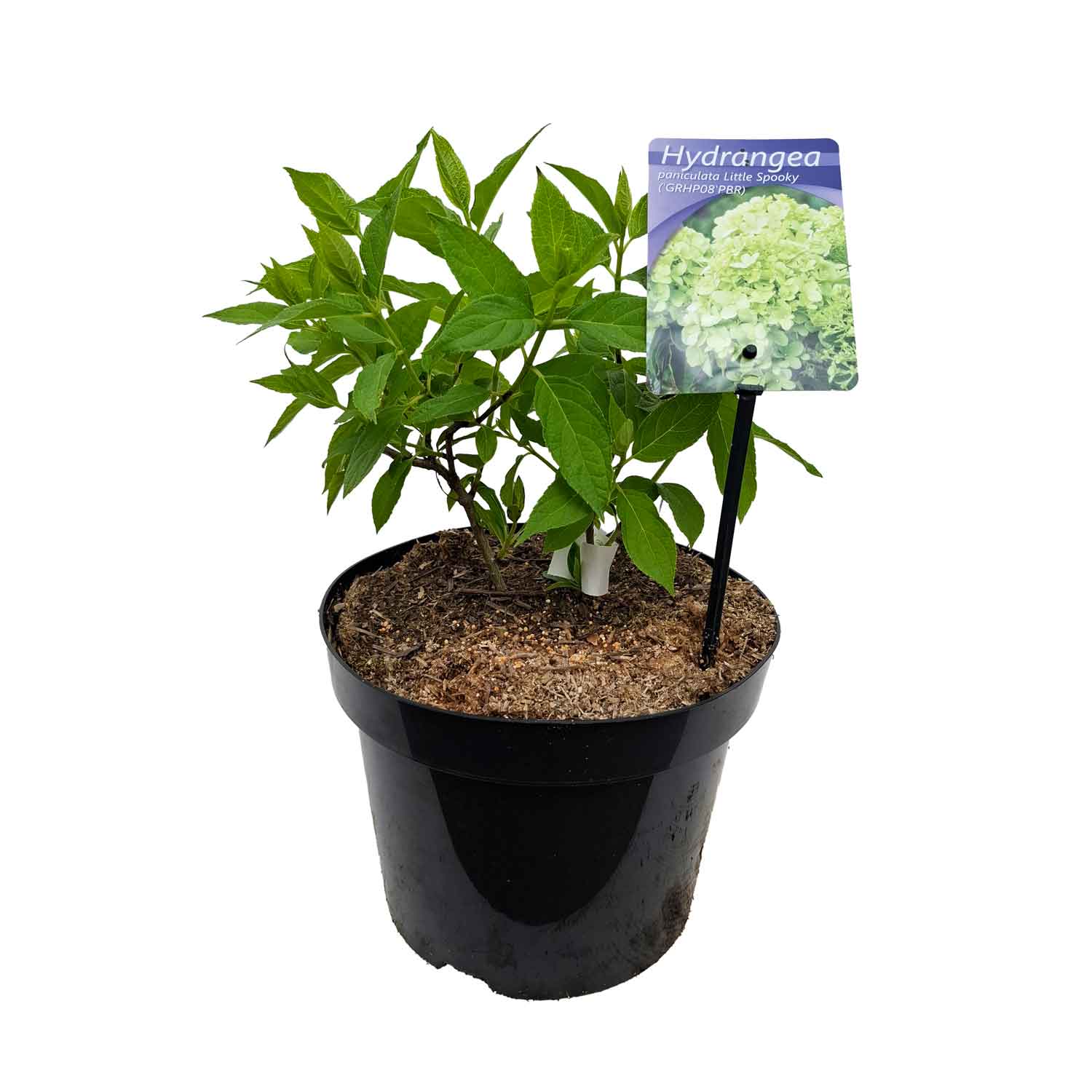 Hydrangea paniculata 'Little Spooky' C5