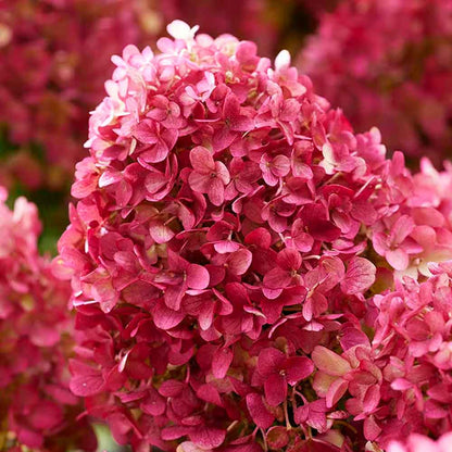 Hydrangea pan. 'Liv. Little Rosy' C4,6