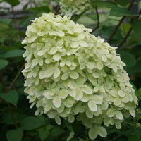 Syrenhortensia