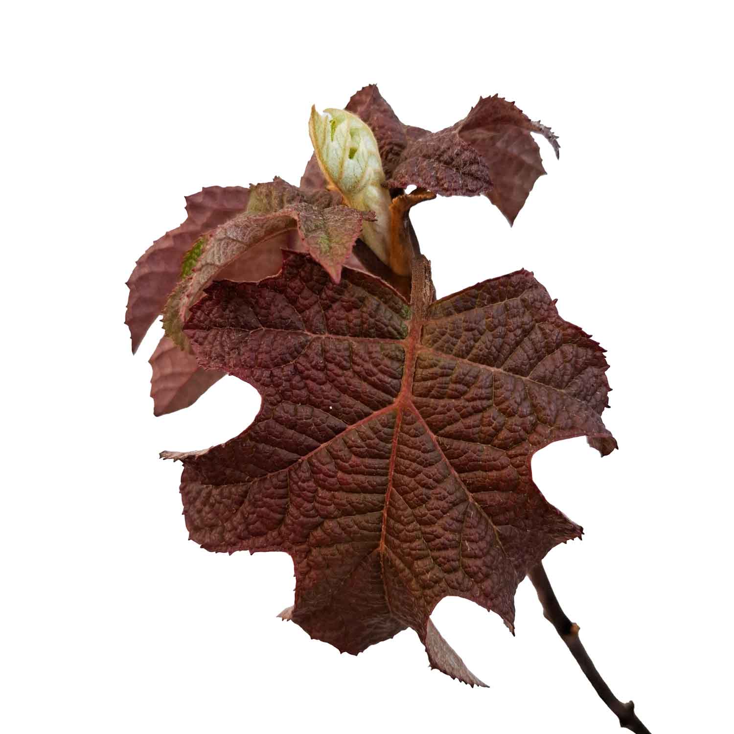 Hydrangea quercifolia 'Ruby Slippers' 5L