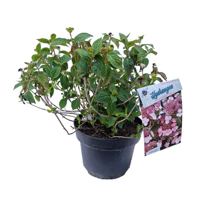 Hydrangea serrata 'Pink Petticoat' 40/50 C5