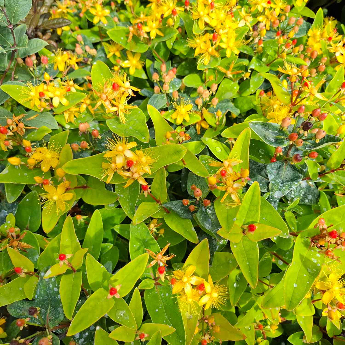 Hypericum ind. 'Dainty' 4L