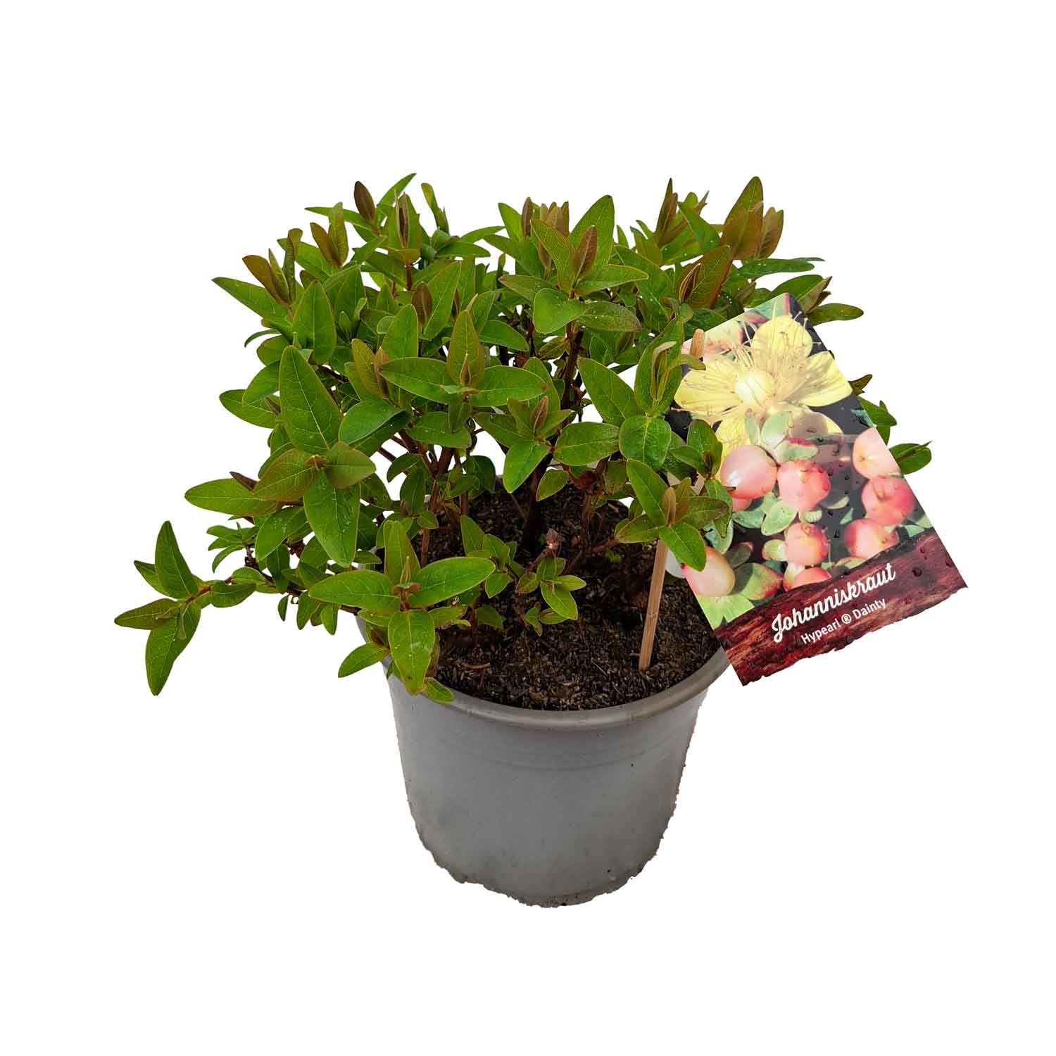 Hypericum ind. 'Dainty' 4L