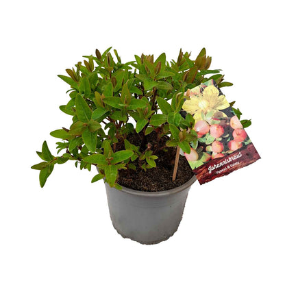 Hypericum ind. 'Dainty' 4L