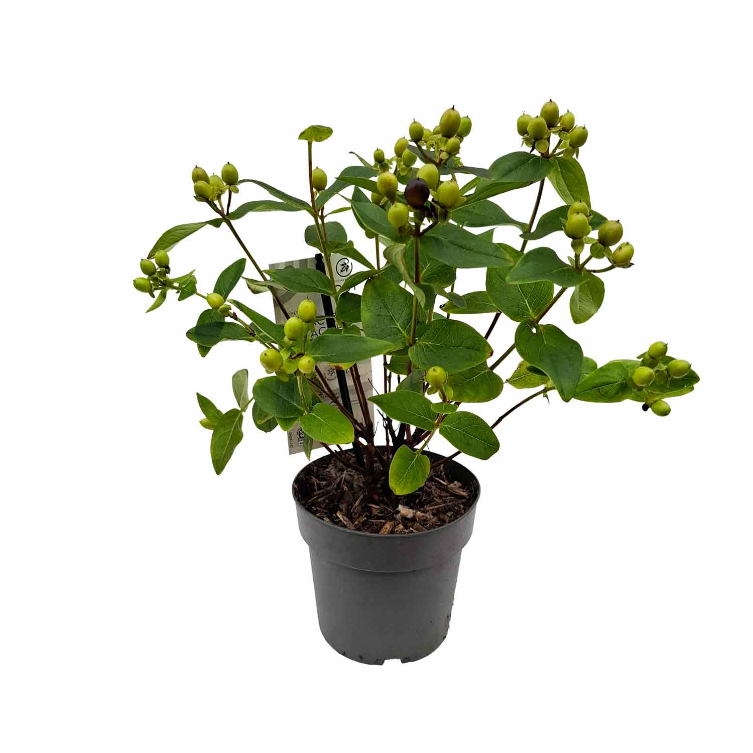 Hypericum Miracle Pistache C2