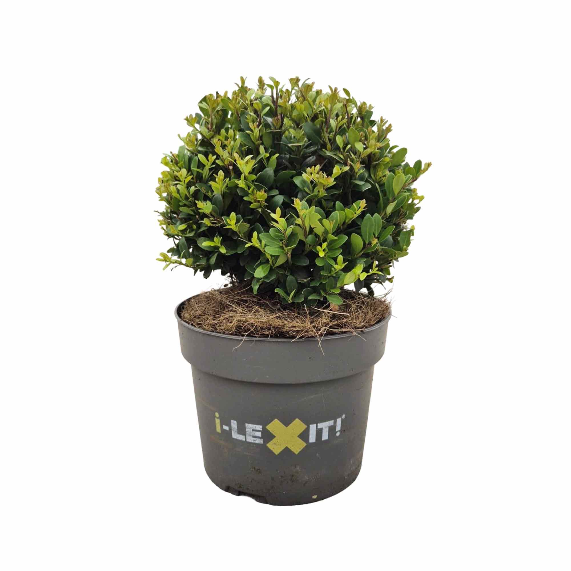 Ilex crenata Dark Green 17cm