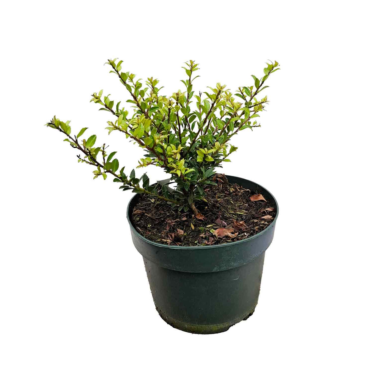 Ilex crenata 'Glory Gem' 20/25 C3