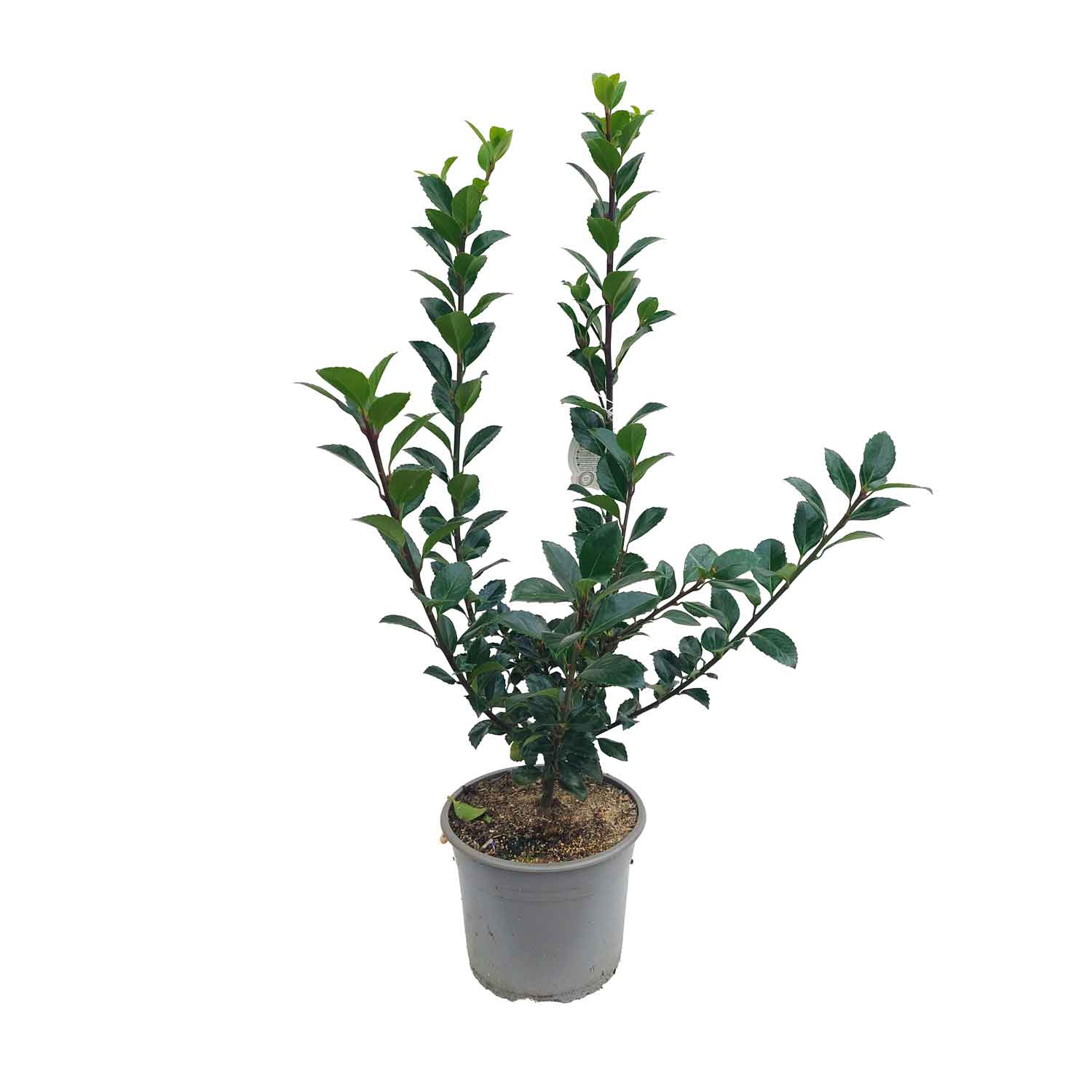 Ilex meserveae 'Heckenfee' C4