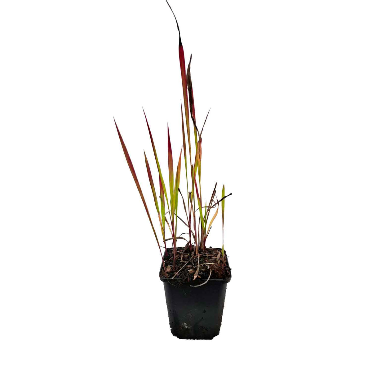 Imperata cylindrica 'Red Baron' P9