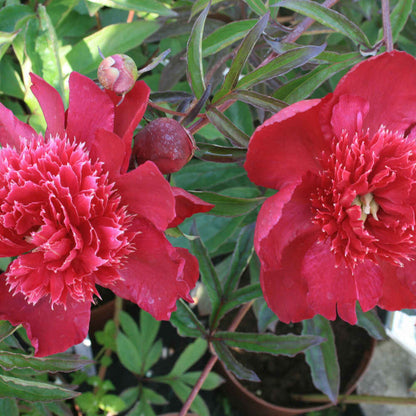 Sidenpion - Paeonia lactiflora 'Inspecteur Lavergne'