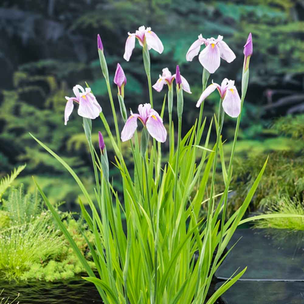 Iris laevigata pink Queen P9