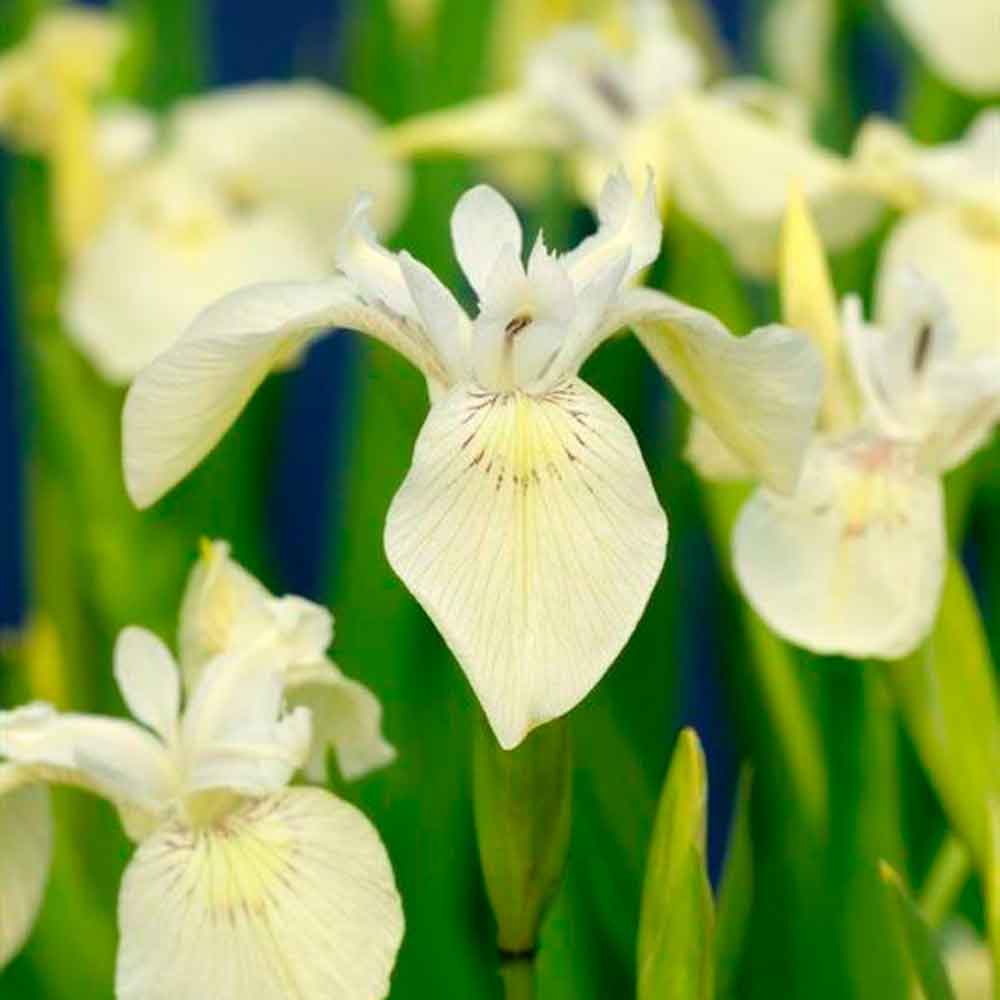 Iris pseudacorus Alba P9