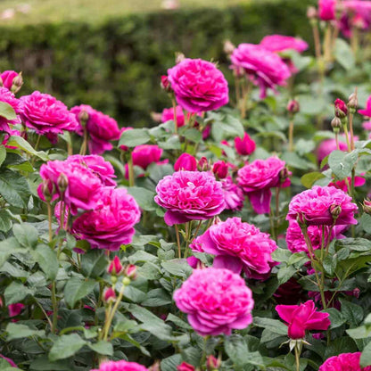 Rosa James L. Austin (Auspike)