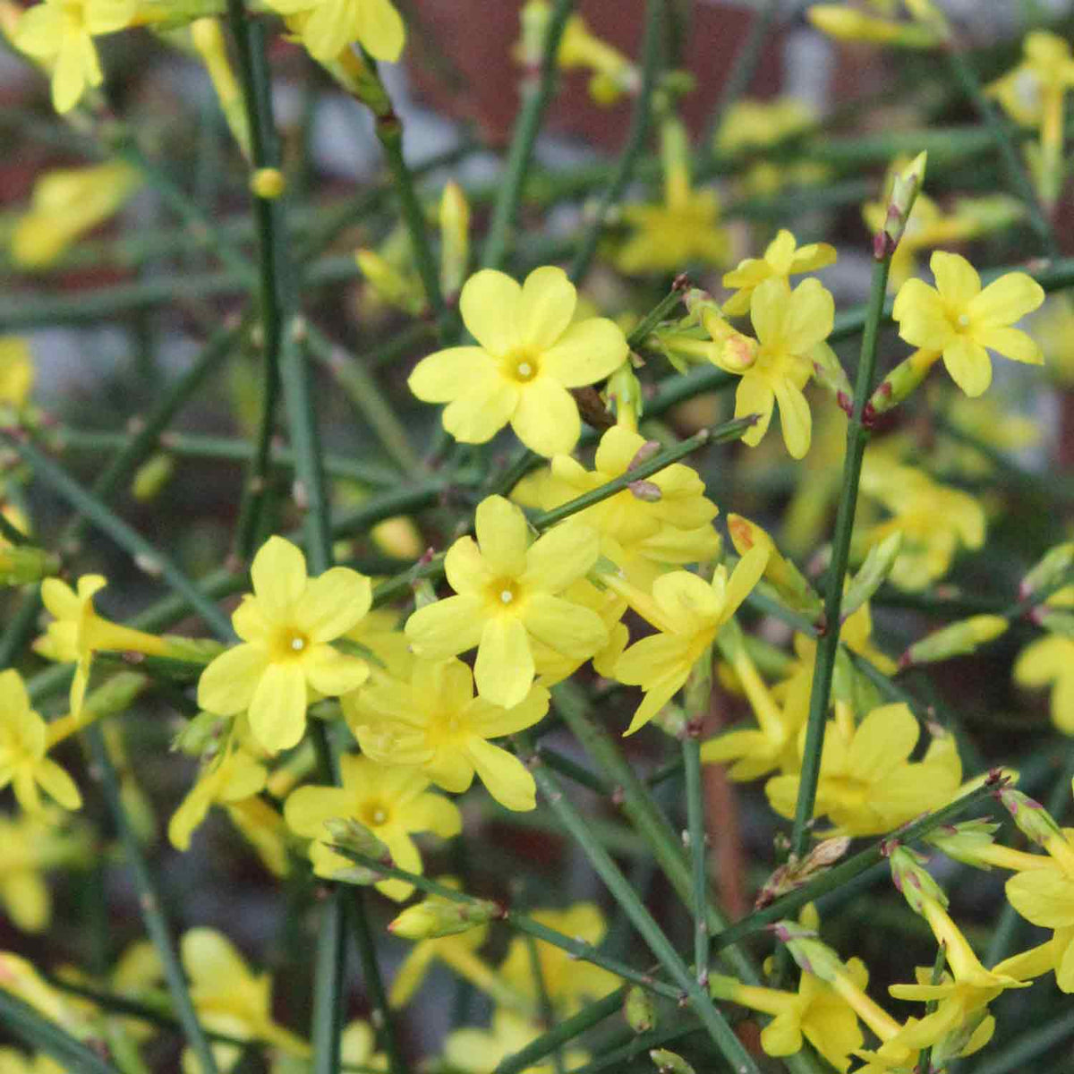 Jasminum nudiflorum C2 60-100