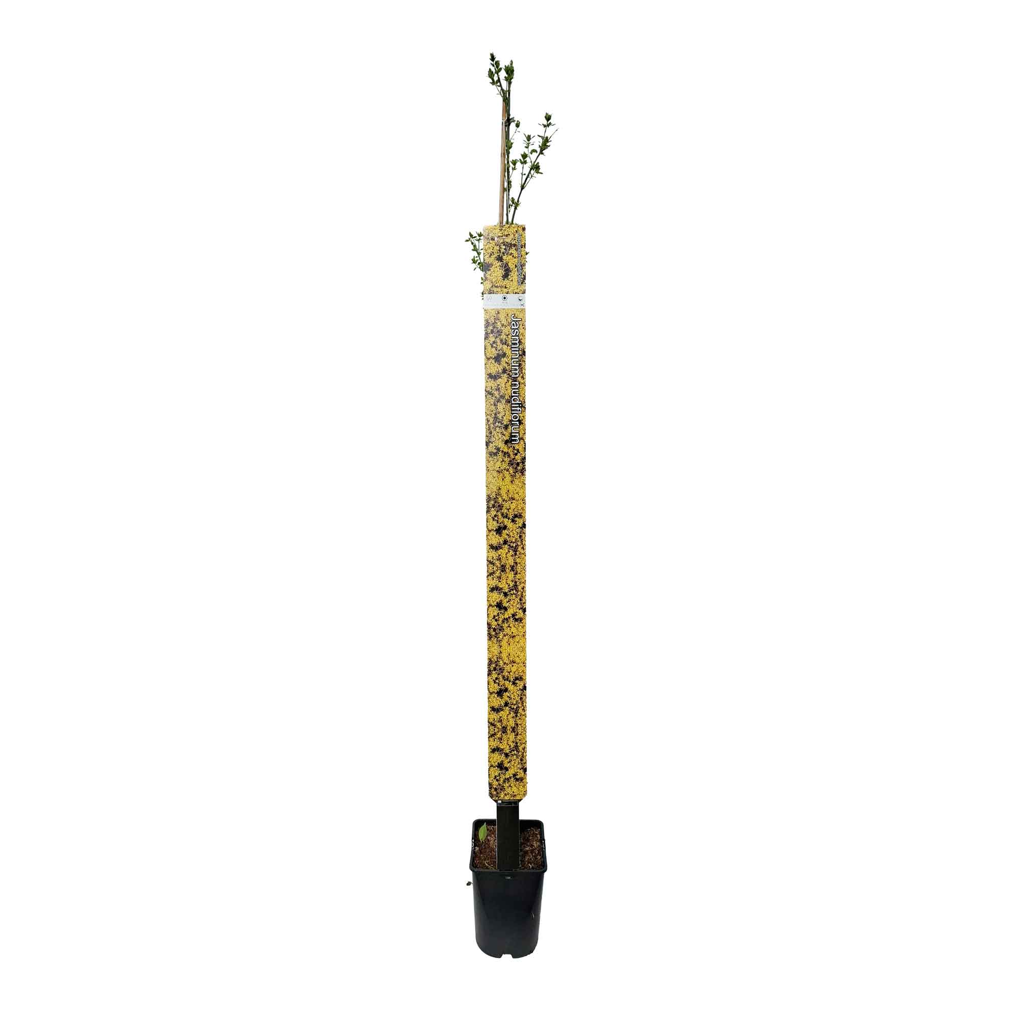 Jasminum nudiflorum 150-175cm 5,5L