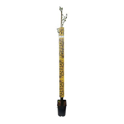 Jasminum nudiflorum 150-175cm 5.5L