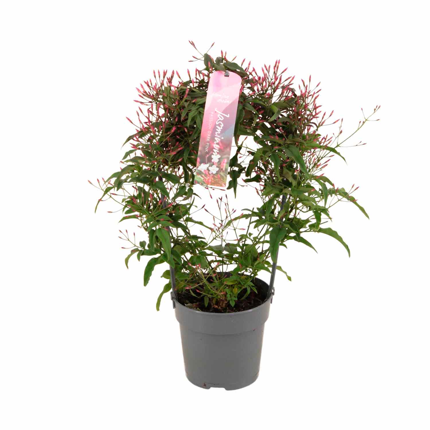 Jasminum polyanthum (rose) 12cm