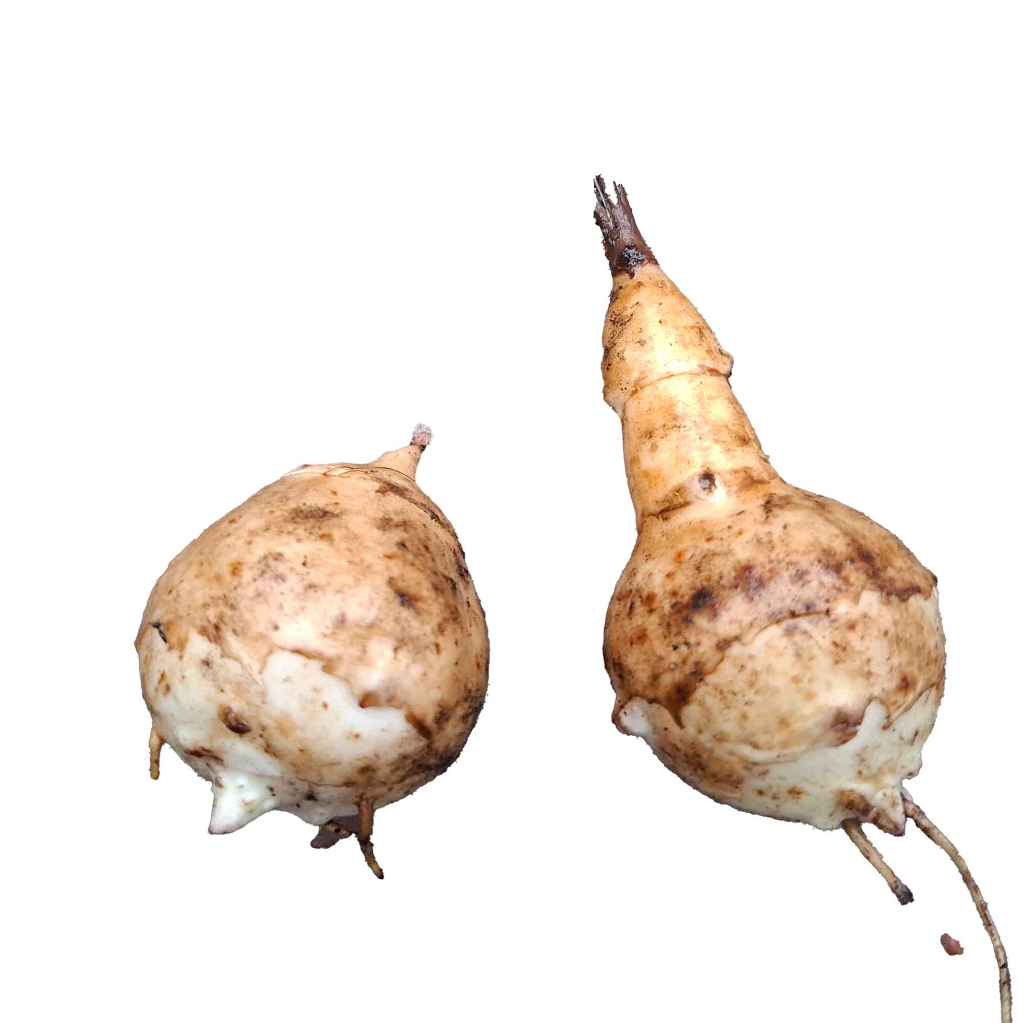 Jordskok - Helianthus tuberosus 'Draga'