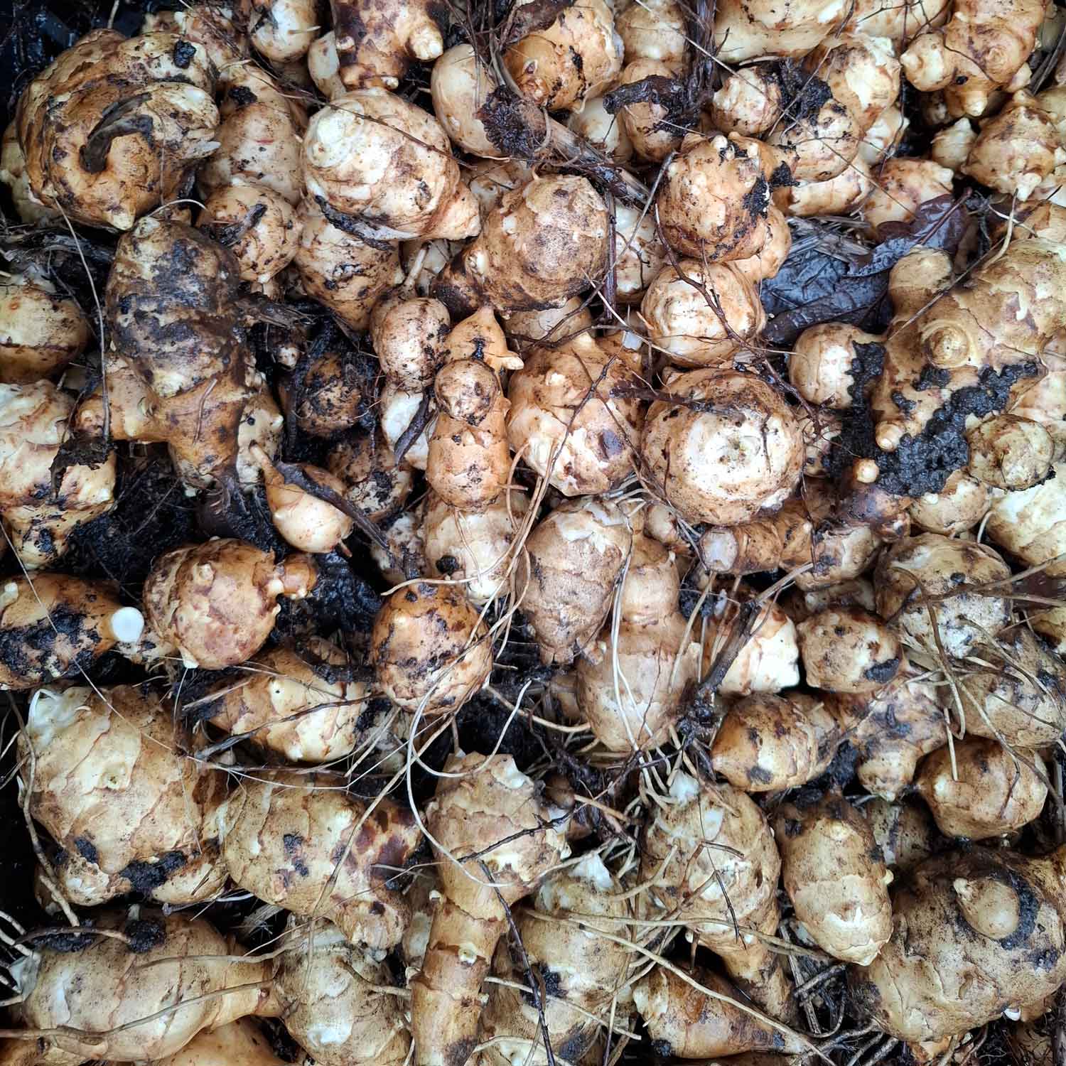 Jordskok - Helianthus tuberosus 'Nora'